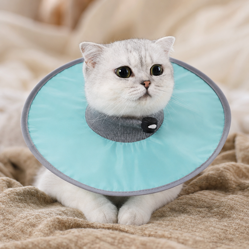 Pet Cat Protective Recovery Collar lifestyle