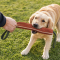 Dog gripping leather bite tug toy in training lifestyle